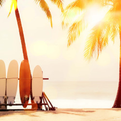 Palm tree surfing Panoramic wallpaper